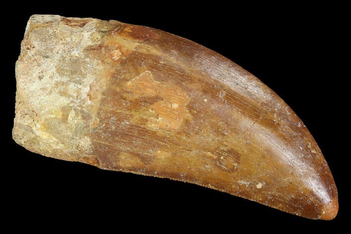 Serrated, Carcharodontosaurus Tooth - Robust Tooth #99807